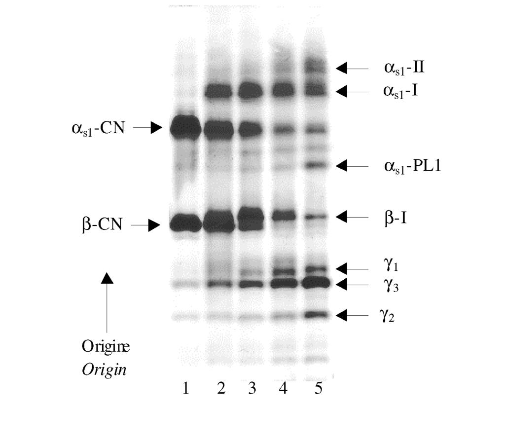 Figura 3 - Elettroforesi su gel di poliacrilammide (disc-page) a ph 8,6 di campioni di Ragusano a diverso stadio di maturazione: profilo 1. Ragusano a 0 giorni; profilo 2.