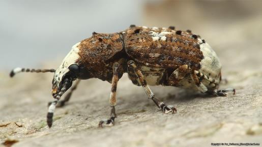 od obliquo, spesso all ombra della chioma residua; in contatto con legno