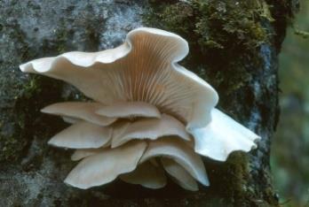 Armillaria,