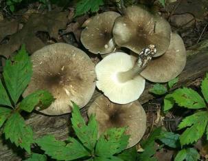 Megacollybia,