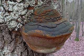 Trametes