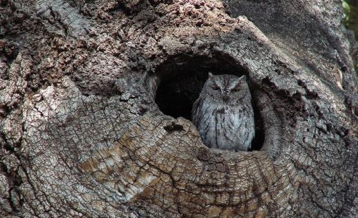 Caratteristiche generali dei microhabitat: I MICROHABITAT DEGLI ALBERI 1.