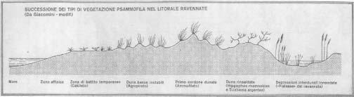 Fig. 2 - Successione dei tipi di vegetazione psammofila nel litorale ravennate (da REGIONE EMILIA-ROMAGNA, 1980). Fig.