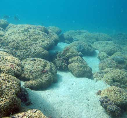 Figura 3: La barriera della madrepora a cuscino sull isola di Mèleda.