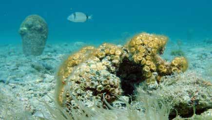 Aree con la madrepora a cuscino La madrepora a cuscino mediterranea (Cladocora caespitosa) (Figura 14) è uno fra i rappresentanti degli antozoi della fascia temperata ed ha la caratteristica di