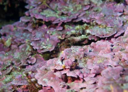 Alghe coralline Il precoralligeno e il coralligeno sono primariamente connessi alla presenza di alghe coralline (Figura 21), che sono annoverate fra i biocostruttori del fondale duro secondario