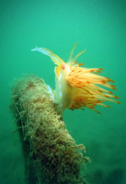 Figura 32 Il gasteropode nudibranco Dondice