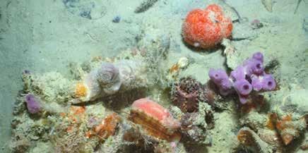 Accrescimento delle strutture solide Per la formazione degli affioramenti biogeni, oltre alla crescita delle alghe coralline è di primaria importanza anche l insediamento di altri organismi sulle