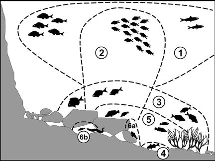 80 Figura 53: Suddivisione della comunità ittica costiera.