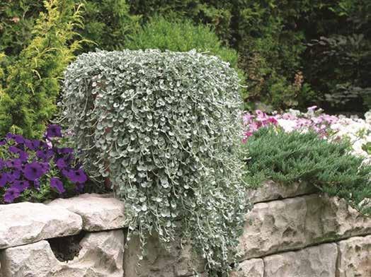 DICHONDRA Bellissima pianta dal portamento ricadente di colore argento, indicata