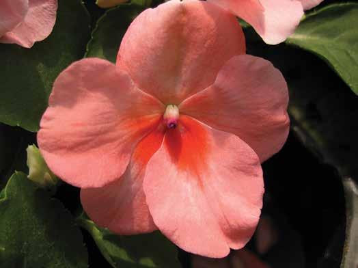 IMPATIENS Sicuramente