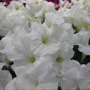 PETUNIA Specie