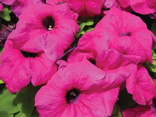 PETUNIA COMPATTA LILLY