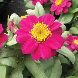 ZINNIA