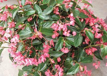 BEGONIA ROSSA