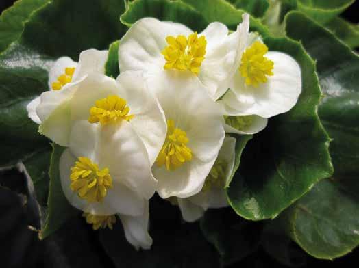 BEGONIA SEMPERFLORENS