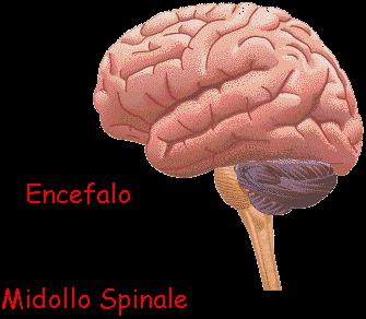 ! SISTEMA NERVOSO! SISTEMA NERVOSO CENTRALE!