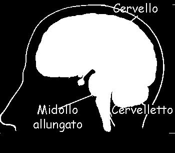 ! SISTEMA NERVOSO CENTRALE - ENCEFALO!