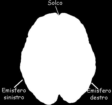 EMISFERI destro e sinistro.