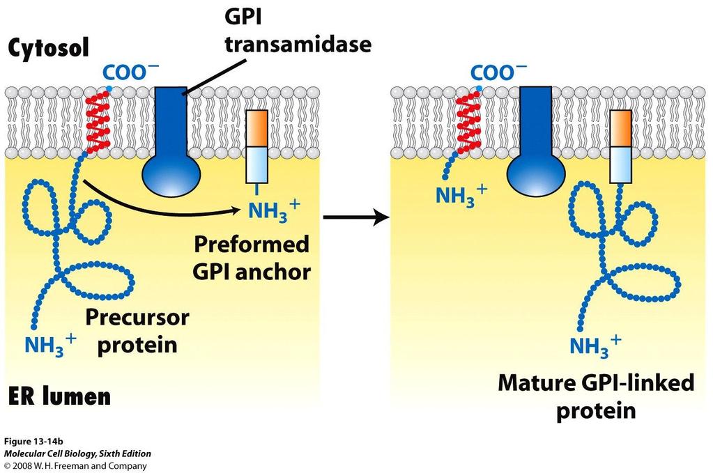 Un piccolo ma significativo gruppo di proteine traslocate all interno del RE viene modificato per formazione di un