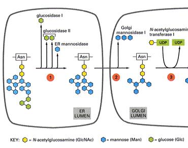 Dopo che una proteina è stata glicosilata, subisce varie modificazioni nella struttura oligosaccaridica,