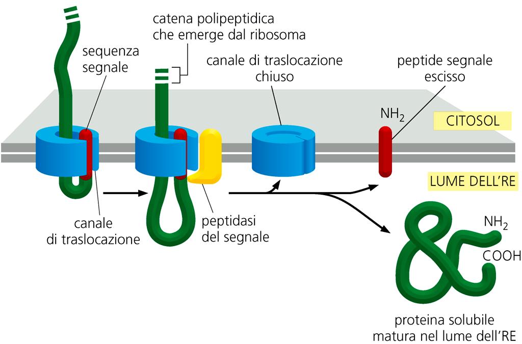Una proteina destinata alla secrezione attraversa la membrana del RER ed entra nel lume filmato NB: per chiarezza