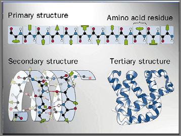 Natura ierarchica della struttura delle proteine Struttura Primaria