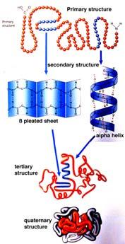 Three-dimensional structure of proteins Struttura terziaria Tertiary structure Quaternary