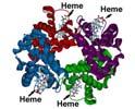 Le proteine giocano ruoli chiave negli organismi viventi Tre esampi di funzioni delle proteine Catalisi: Quasi tutte le reazioni chimiche in una cellula vivente sono catalizzate da enzimi proteici.