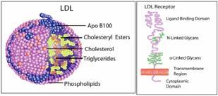 com/life science/metabolomics/enzyme explorer/learningcenter/plasma blood protein/lipoprotein