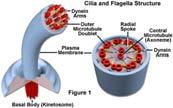 di filamenti proteici (actina e miosina).