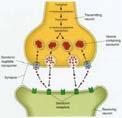 Proteine recettrici che vengono stimolate da piccole molecole specifiche, come l acetilcolina, sono responsabili della trasmissione degli impulsi nervosi nelle sinapsi.