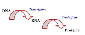 direzione del DNA Traduzione ( translation ): sintesi delle proteine