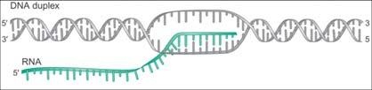 Uno dei filamenti della doppia elica del DNA viene utilizzato come stampo ( template ) dall enzima RNA polimerasi per sintetizzare un RNA messaggero (mrna).