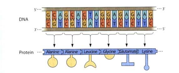 co/2008/08/transcription dna rna/ SINTESI PROTEICA: 2 a fase: TRADUZIONE («Translation») Il ribosoma si lega al mrna nel codone iniziale (AUG) che viene riconosciuto dal trna iniziatore.