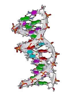 La sequenza di Amminoacidi è codificata dalla sequenza di basi del DNA in un gene Catena/residuo,