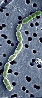I BATTERI LATTICI Sono batteri Gram POSITIVI, immobili, chemioeterotrofi a forma di bastoncino o cocco Il loro