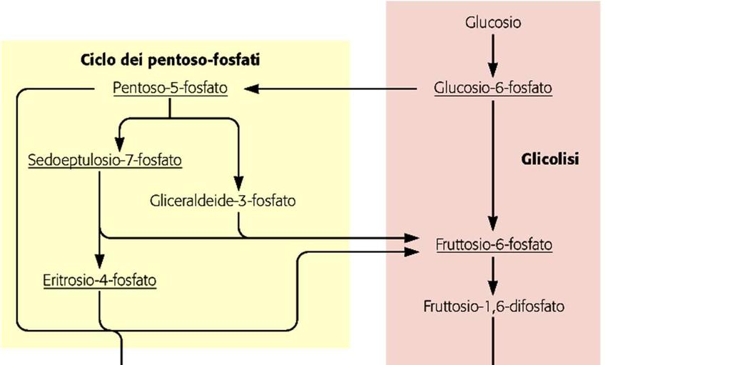 Il metabolismo energetico (catabolismo) degli eterotrofi Il destino del glucosio in una cellula batterica GLUCOSIO glicolisi (via di