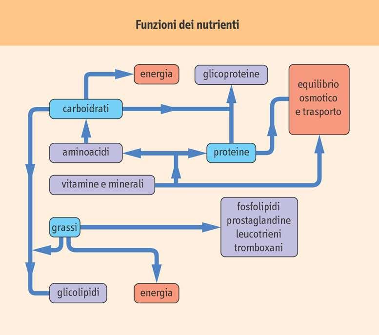 Energetica: Funzione dei nutrienti Zuccheri, grassi Costruttivo o plastica- (Accrescimento, strutturale): Grassi,