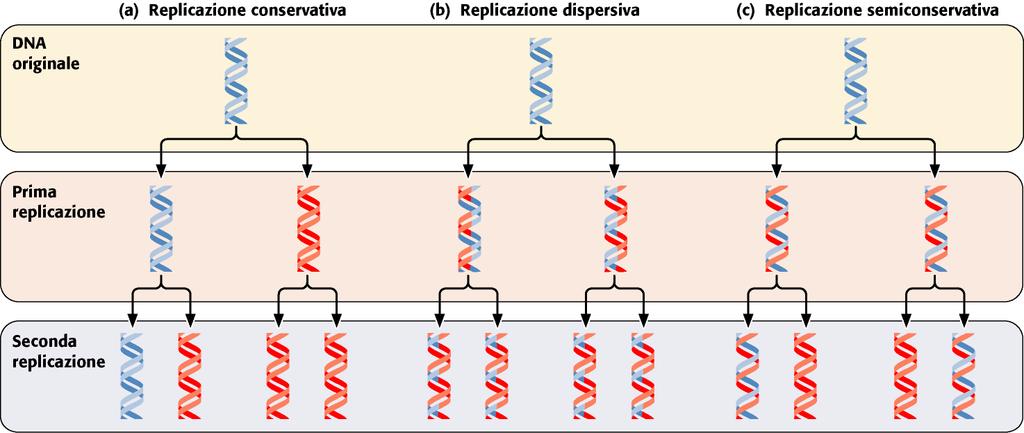 Replicazione e ricombinazione del DNA La replicazione semiconservativa Tre modelli proposti per la replicazione del
