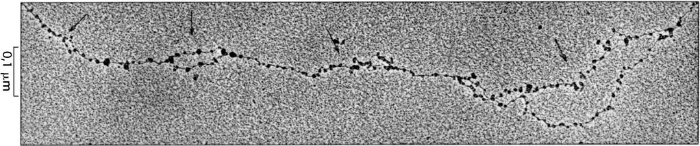 La replicazione del DNA negli eucarioti Microfotografia elettronica di DNA eucariotico