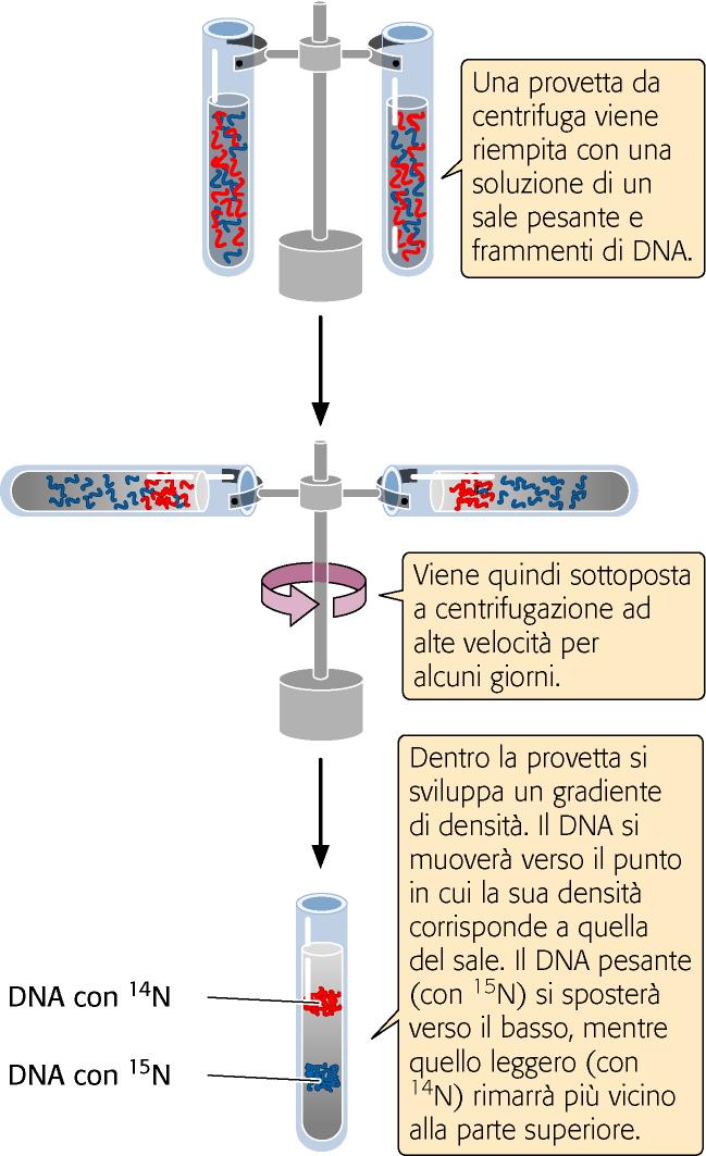 Esperimento di Meselson e Stahl -