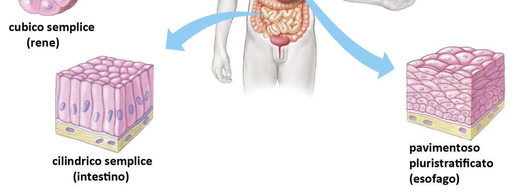 cellule che hanno la funzione di