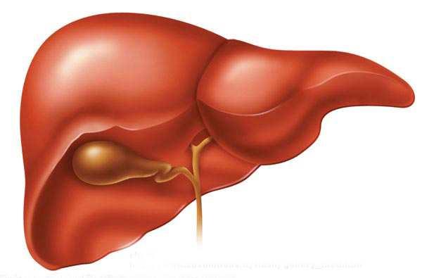 3 TESSUTO MUSCOLARE E composto da