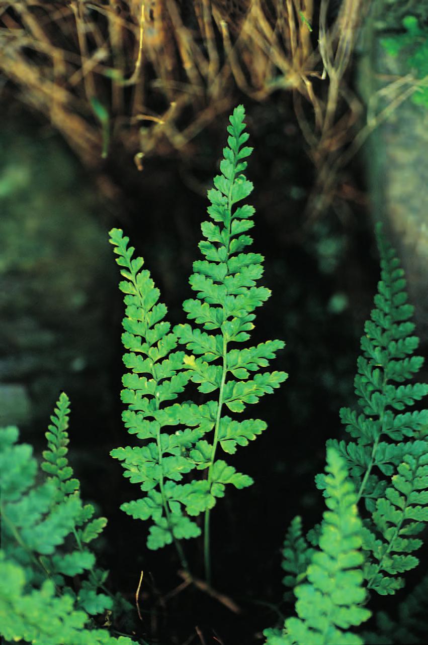 Asplenium x