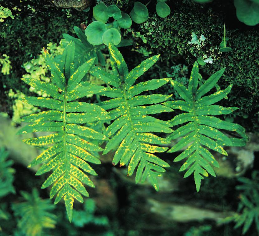 Polypodium cambricum L. POLIPODIO MERIDIONALE Caratteri Rizoma robusto, strisciante, con palee lunghe fino a 16 mm, lineari-lanceolate. Fronde sparse, con piede dello stipite paleaceo e articolato.