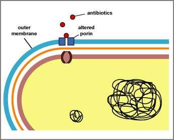 1. Alterazione ed interferenza nel trasporto del farmaco ALTERAZIONI PORINE.