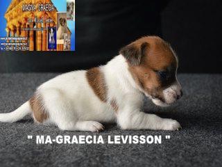 MA-GRAECIA LEVISSON