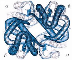 subunità polipeptidica.