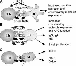 Efferent signals to targets of T cells by CD40 ligand-cd40 interactions. NB: negative regulators are also present on T cells: FasL, TNF, TRAIL, CD30L. (TNF/R family) Hyper IgM sn.